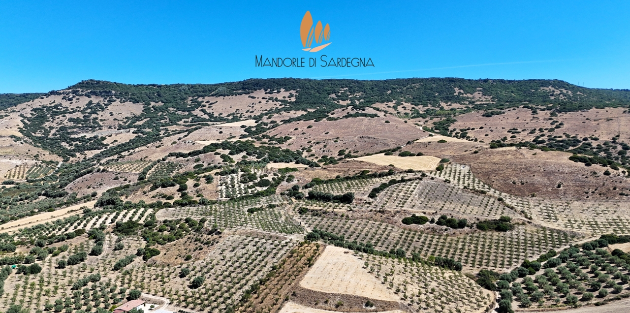 Mandorle di Sardegna - banner